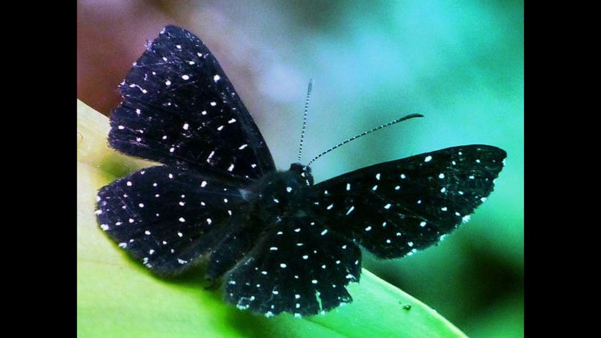 Бабочка синяя с черным