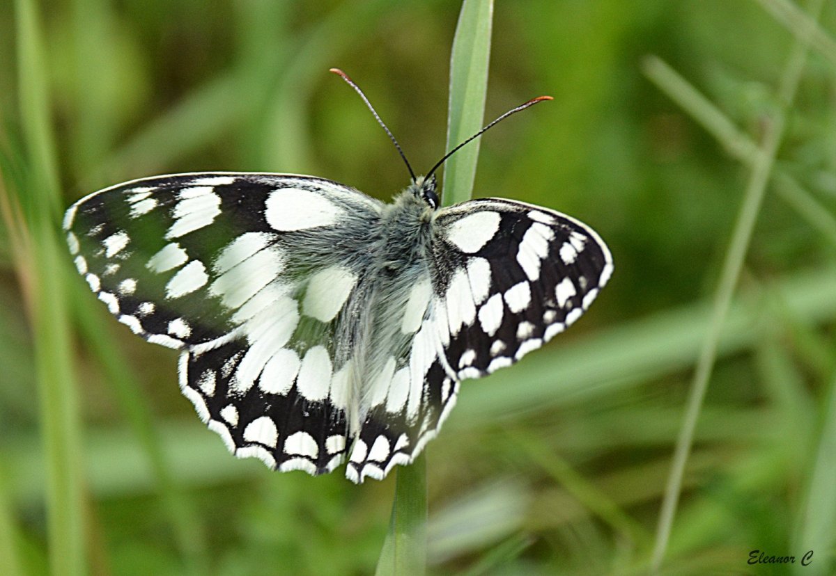 Полосатая бабочка