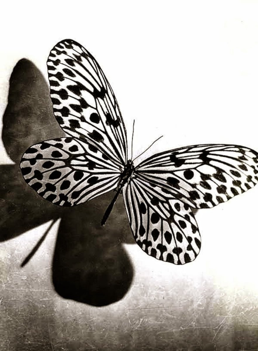 Бабочки в черно белом цвете