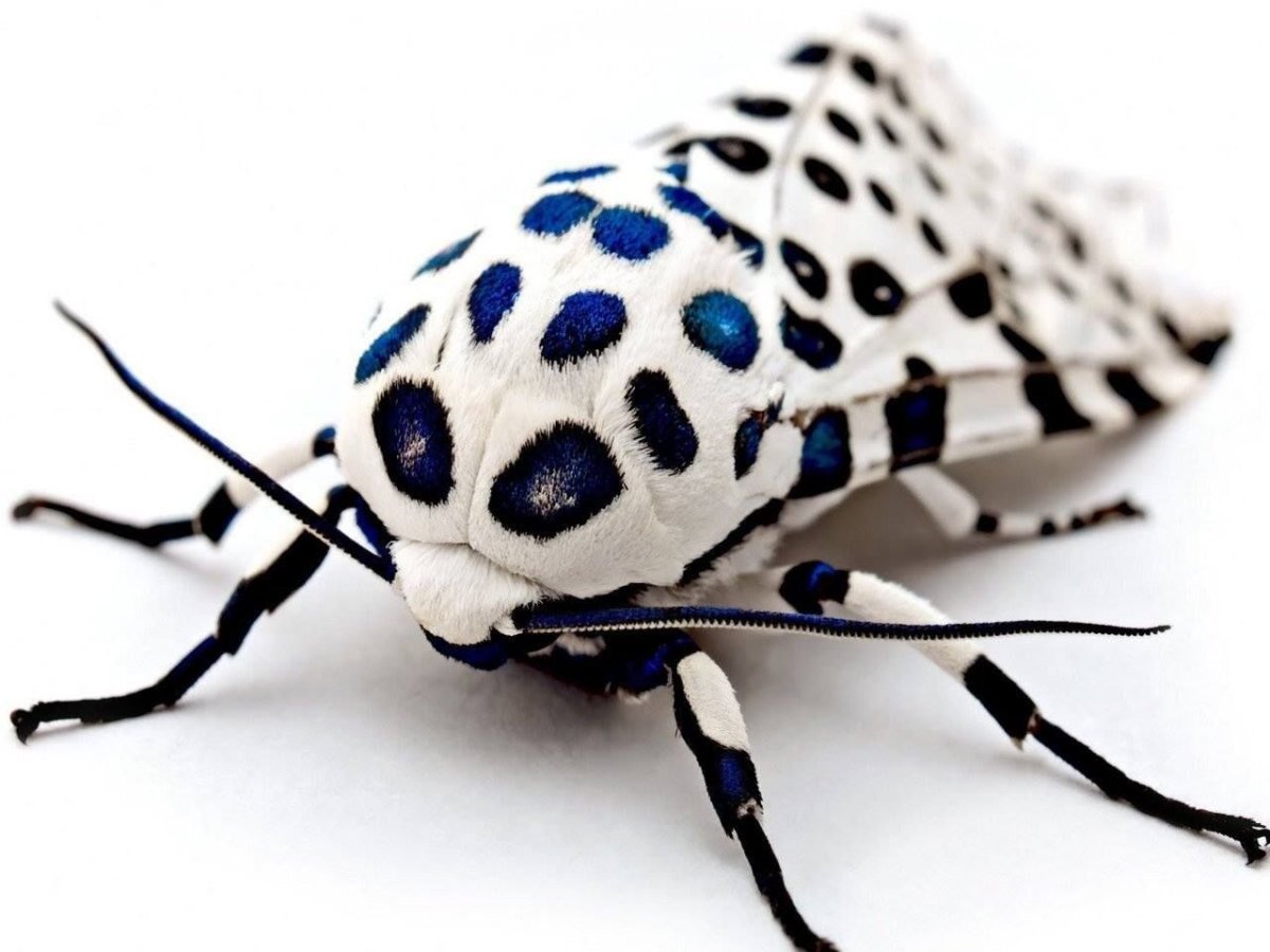 Черный Жук в белую крапинку