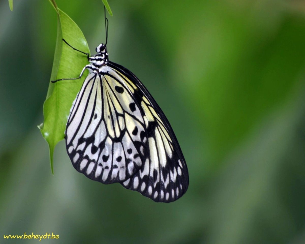 Бабочка с черными полосками