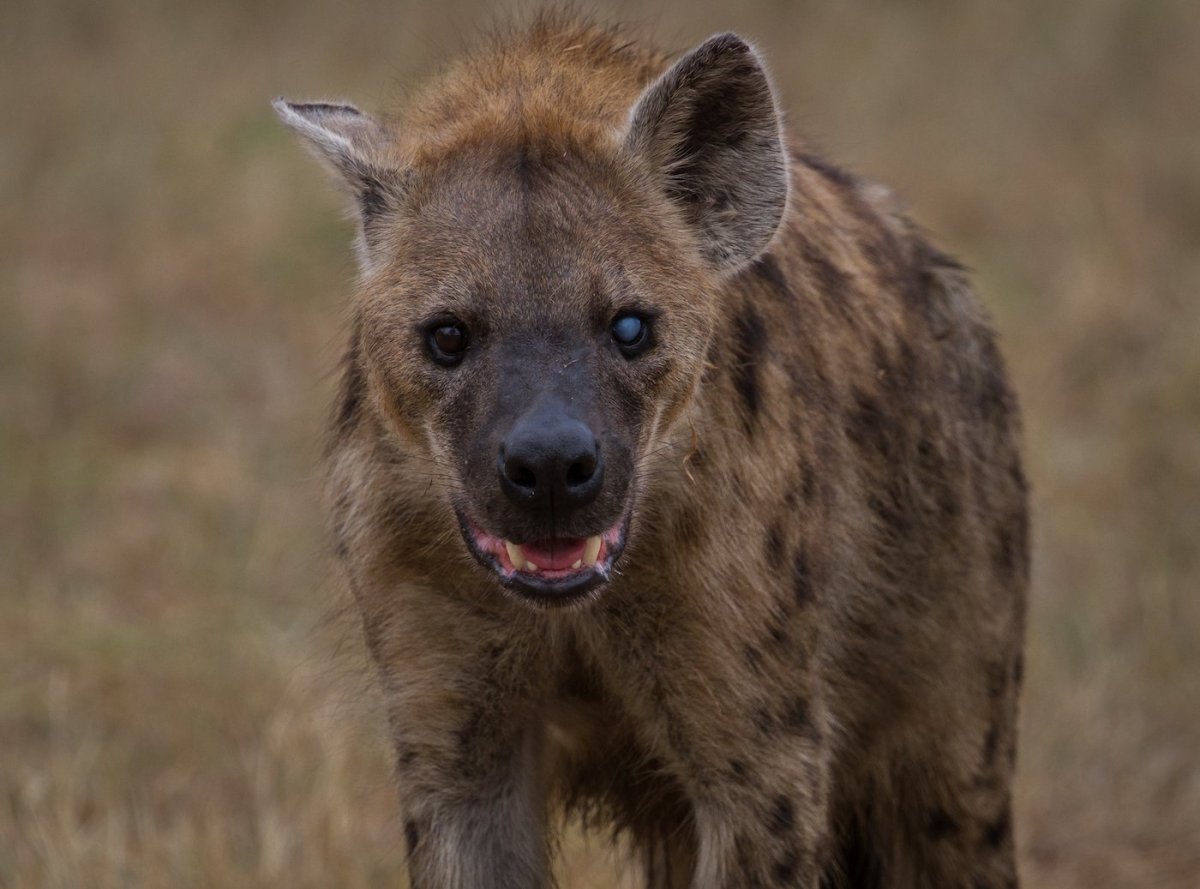 Африканская гиеновая собака