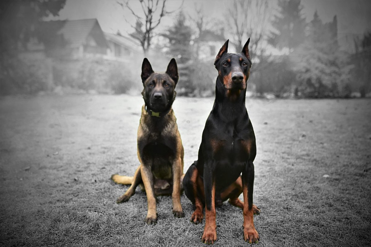 Немецкая овчарка и Добер