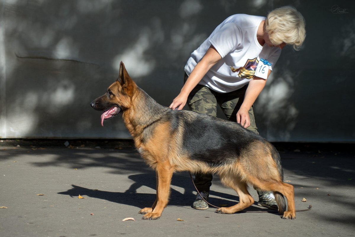 Французская овчарка Босерон