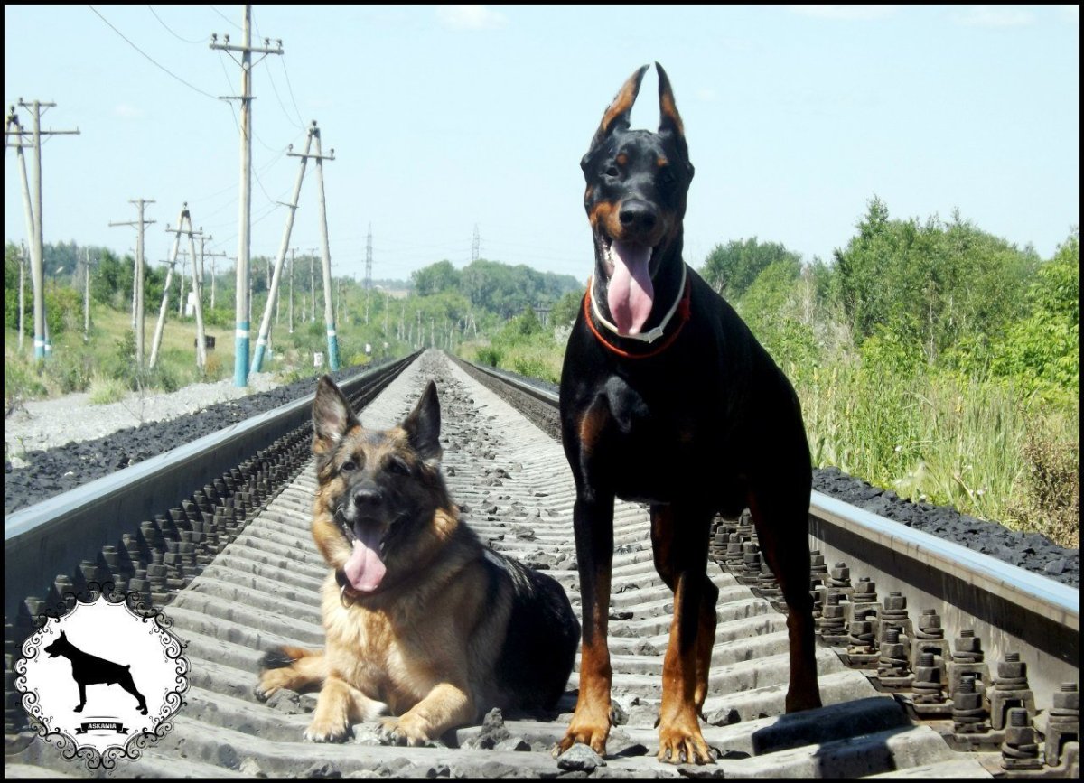 Доберман в прыжке арт