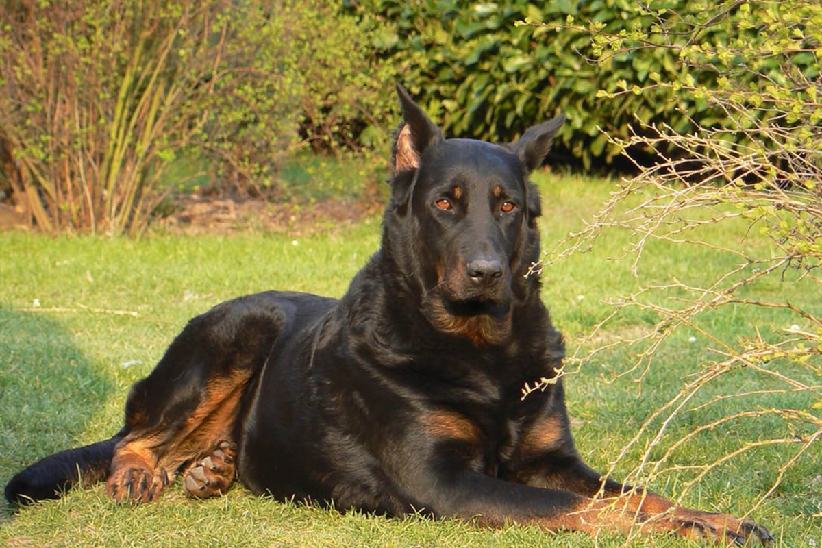 Щенки метисы немецкой овчарки и добермана