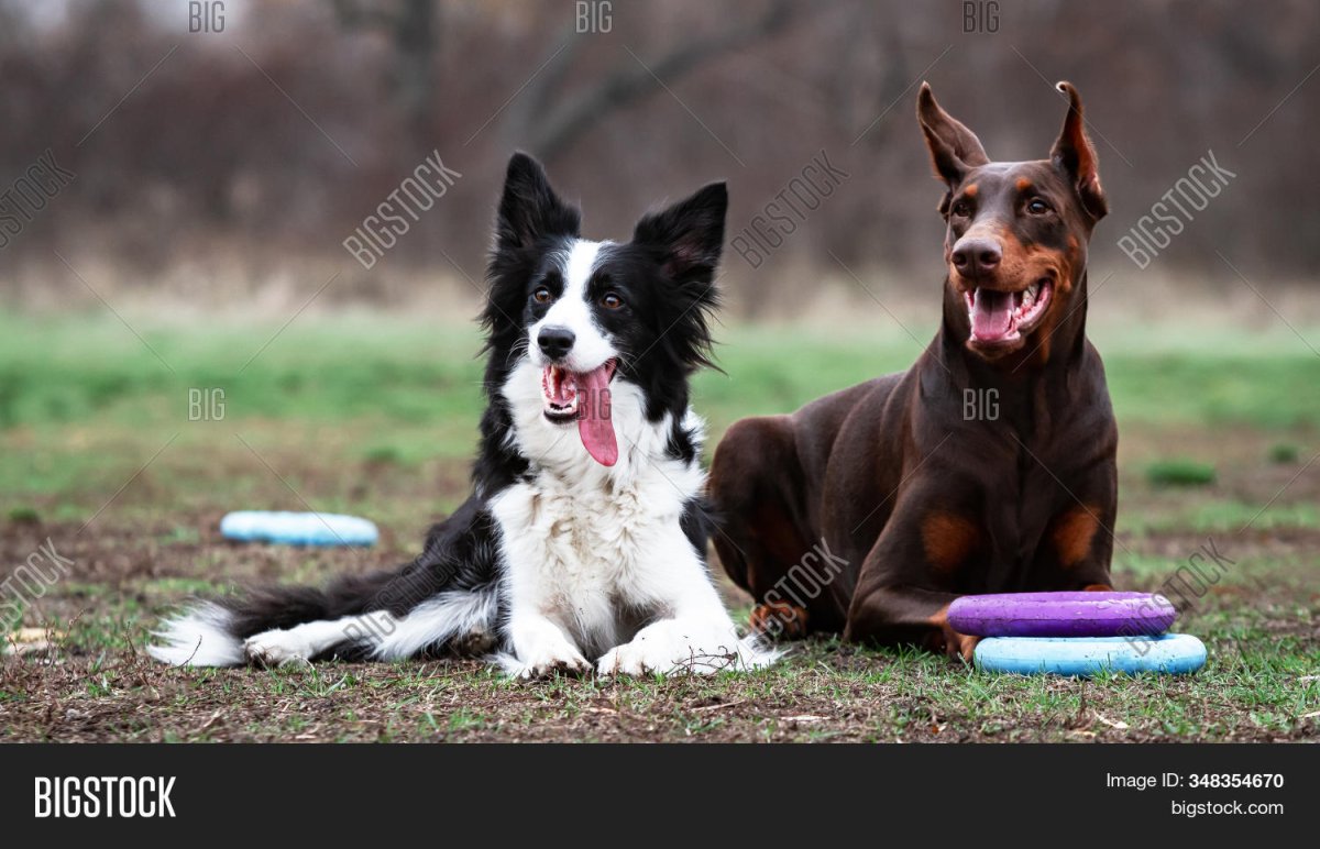 Доберман и Восточно европейская овчарка