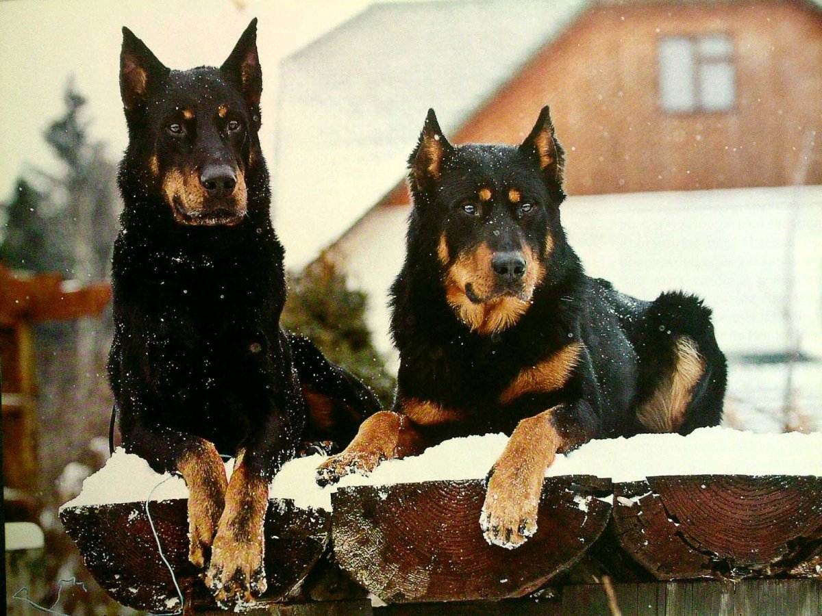 Нано Доберман