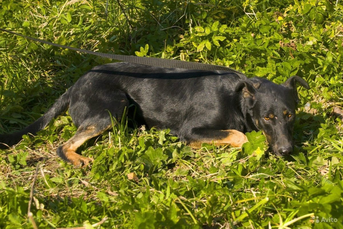 Помесь овчарки и ротвейлера