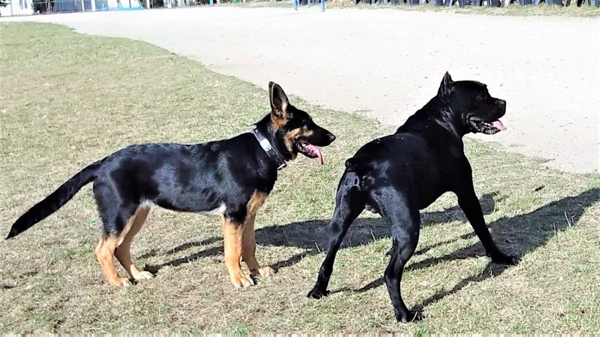 Французская овчарка Босерон