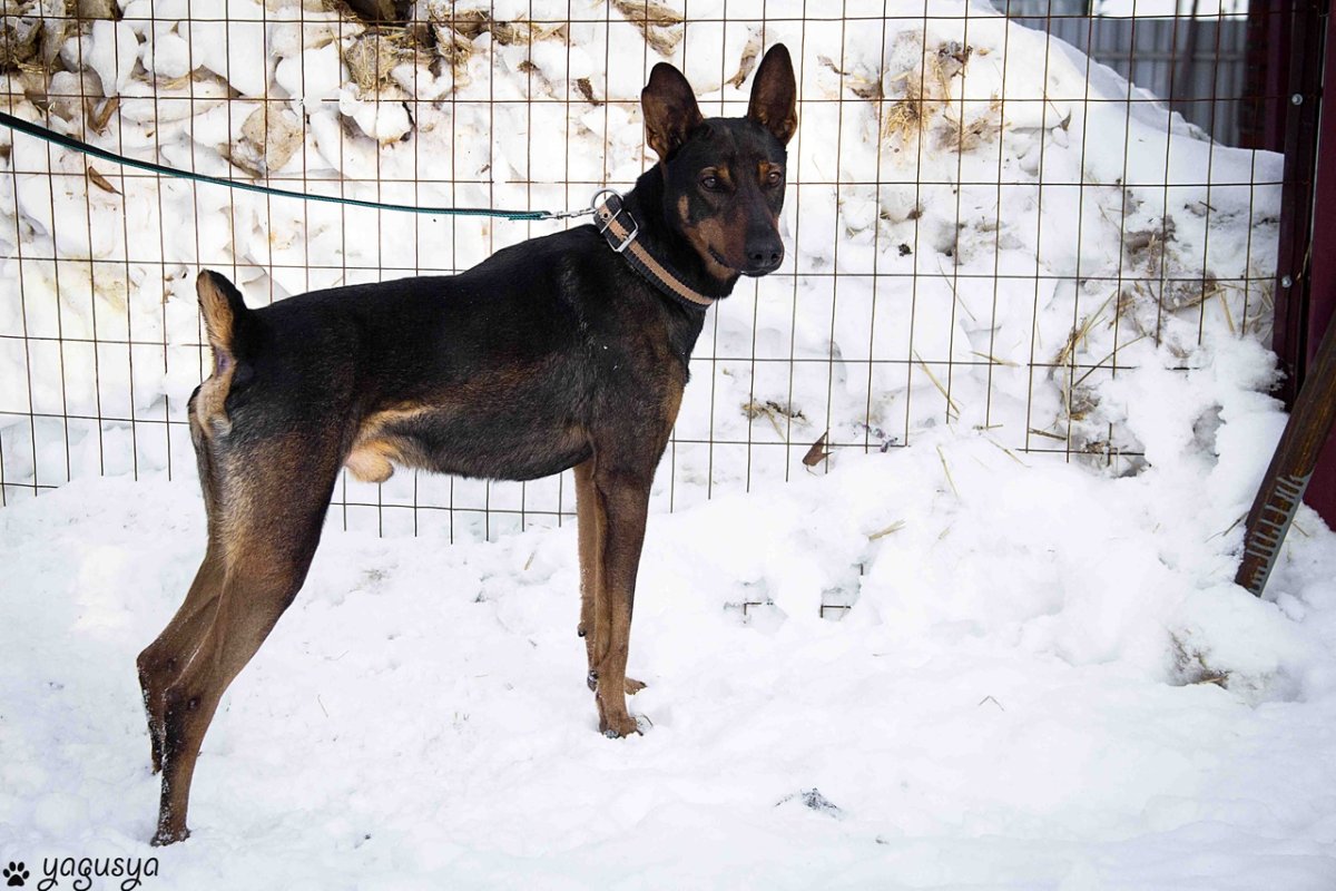 Метис добермана и овчарки