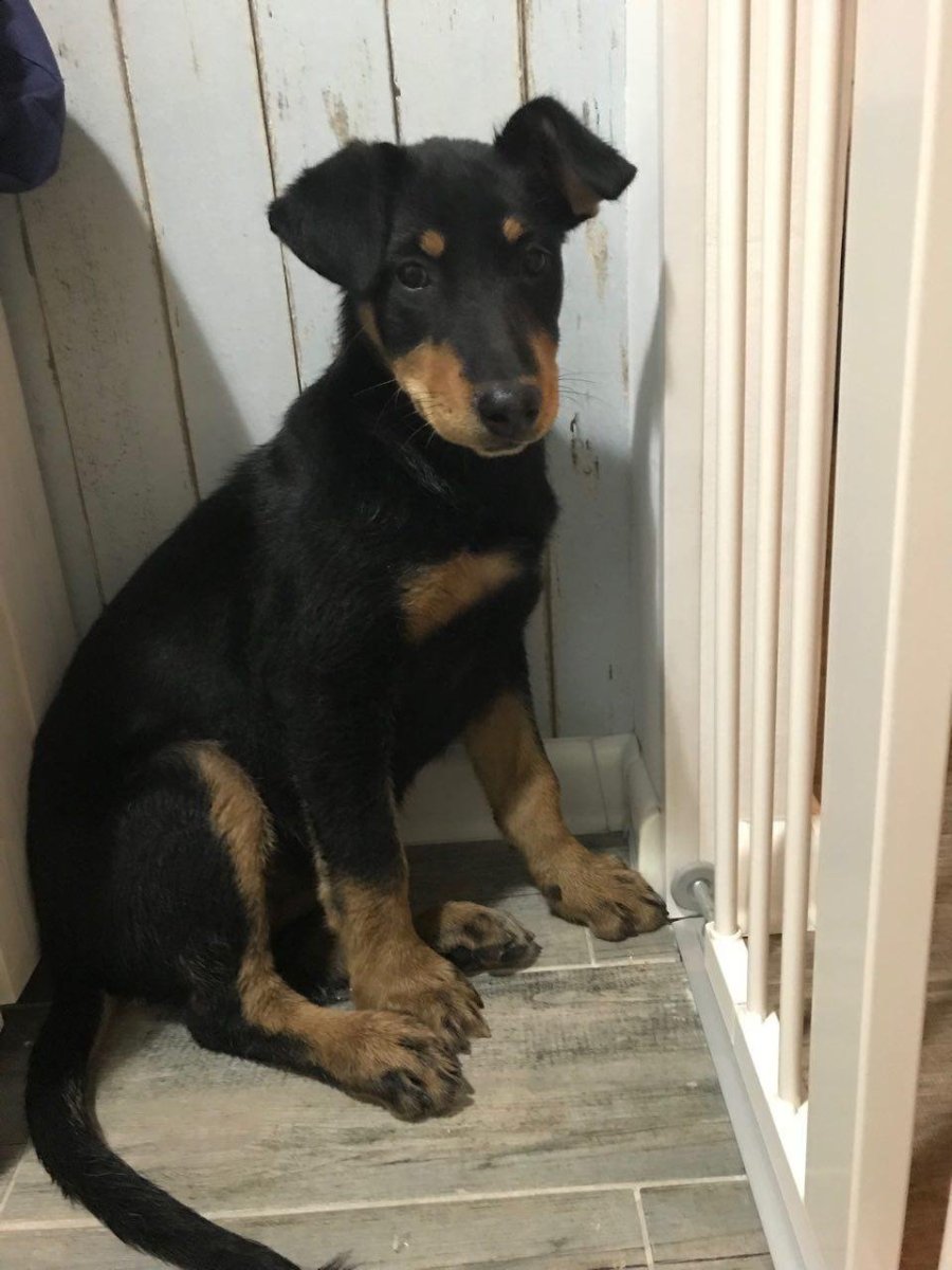 Метис добермана и лабрадора