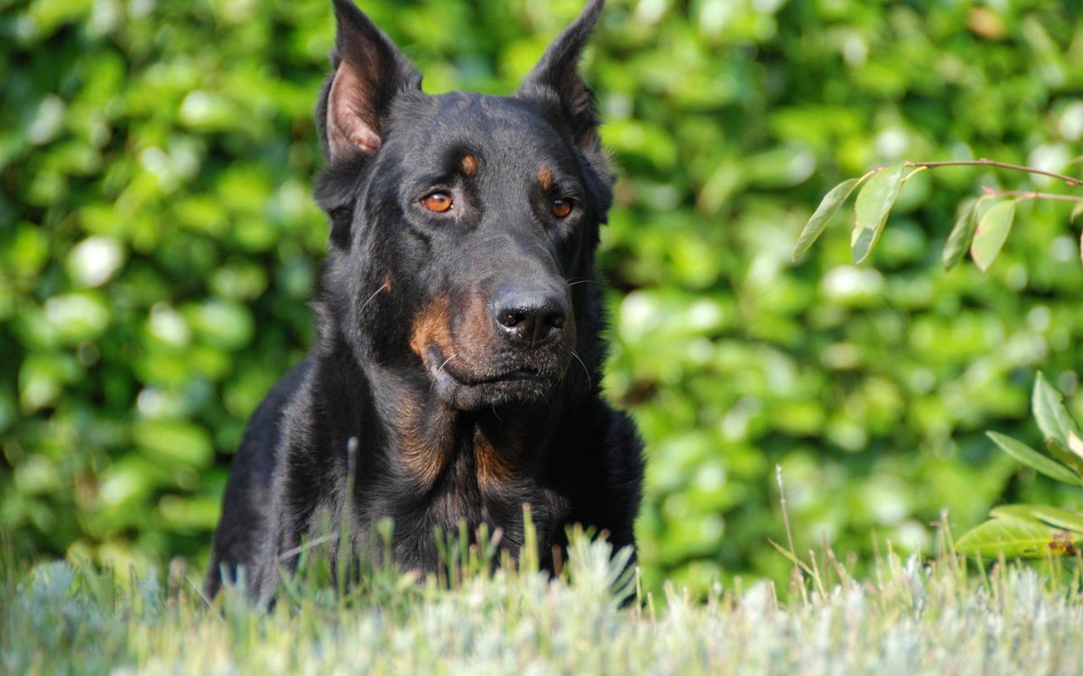 Босерон метис