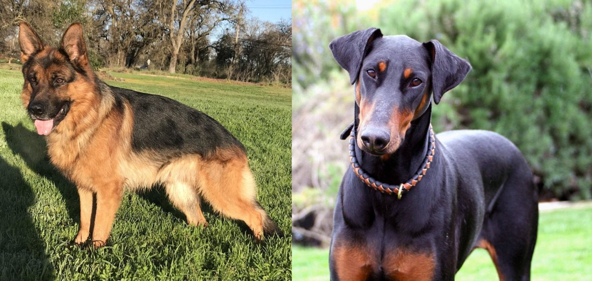 Метис добермана и овчарки