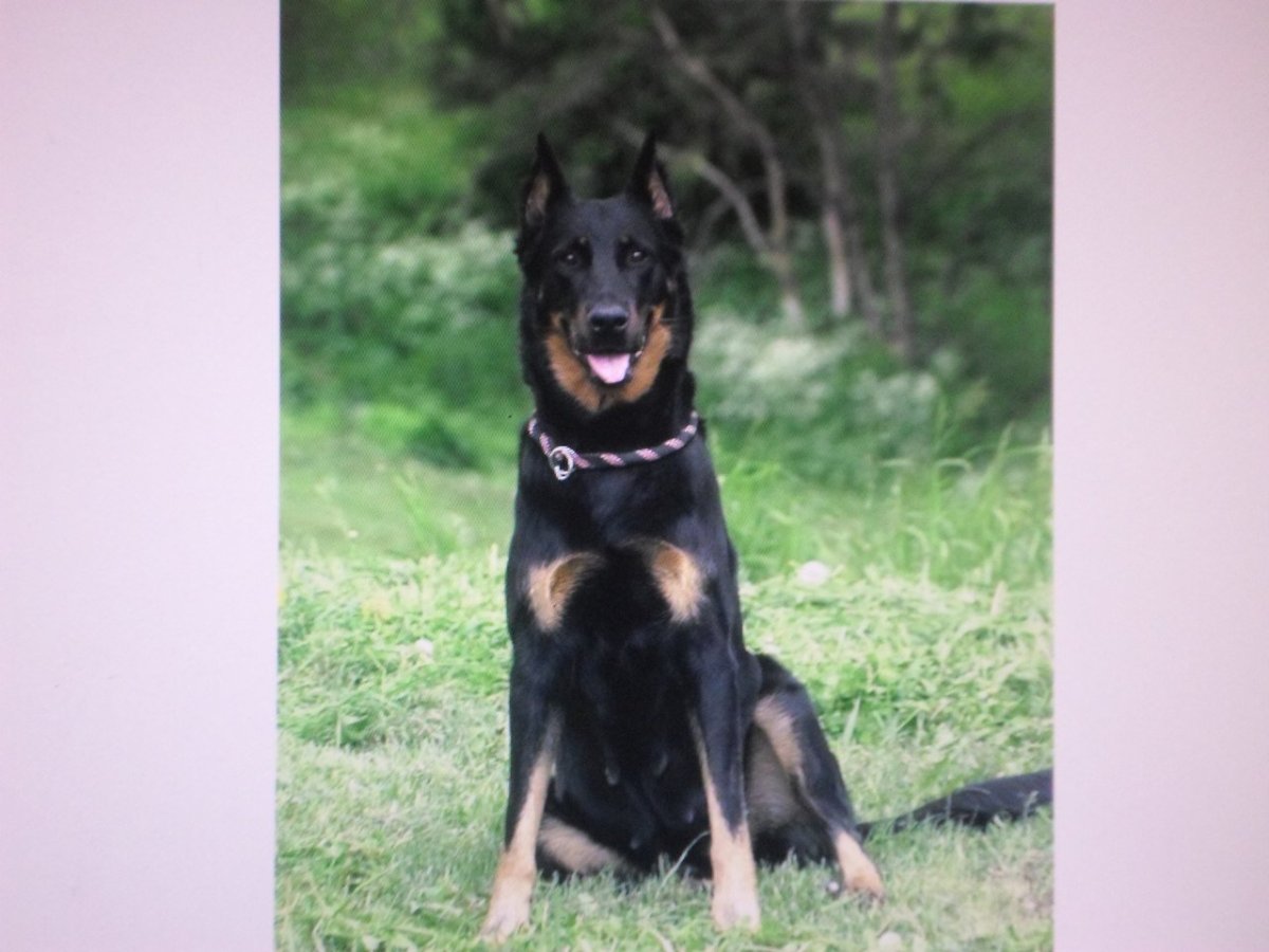 Доберман и Босерон