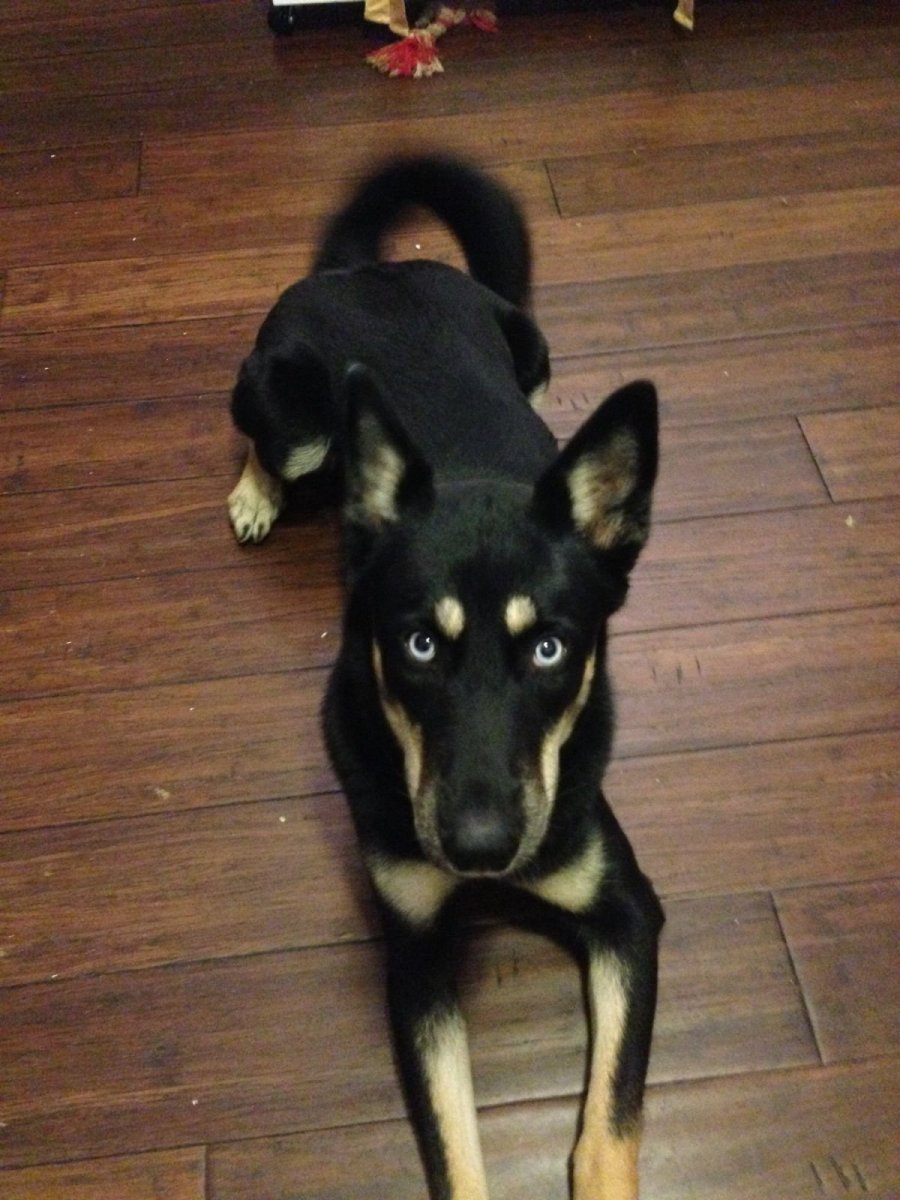 Метис добермана и алабая