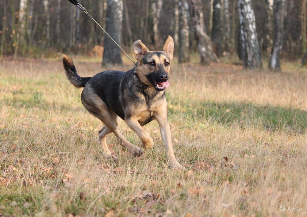 Малинуа и Доберман