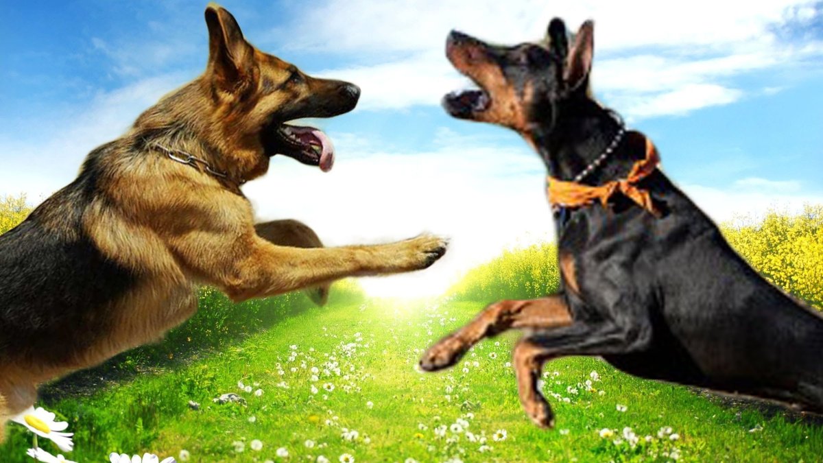 Помесь добермана