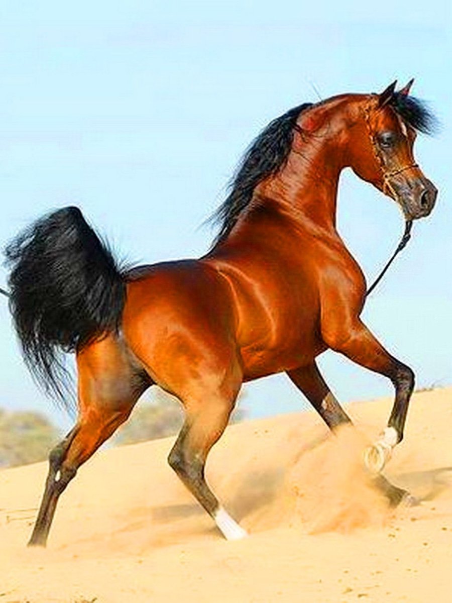 Мустанг отлар