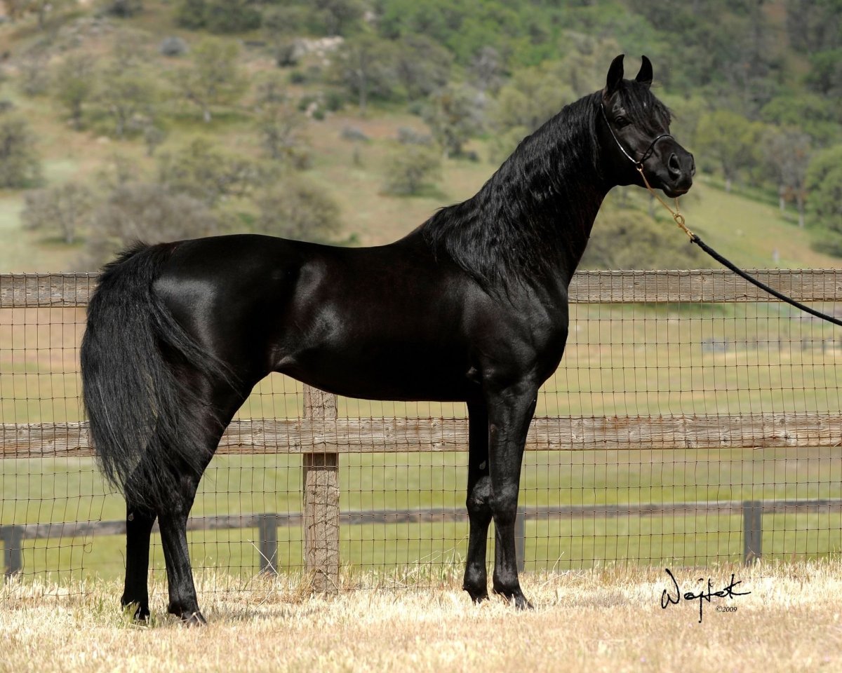 Англо арабская лошадь Вороная