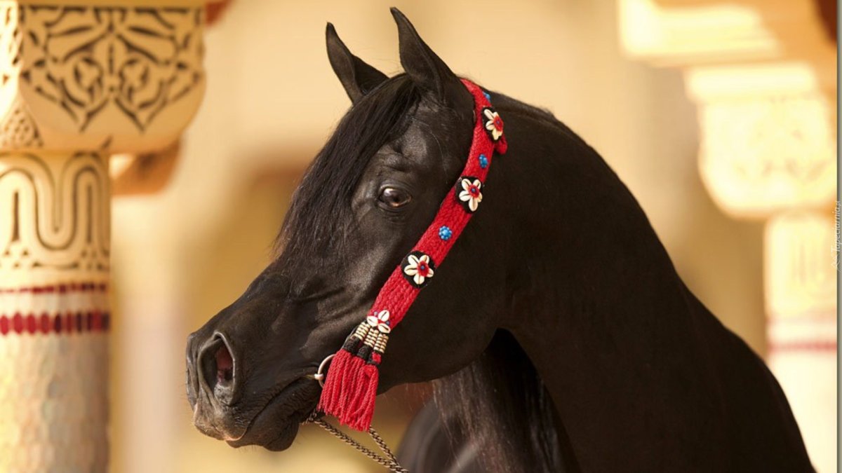 Лошадь с арабской надписью