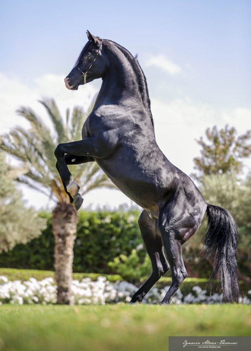 Золотой арабский скакун