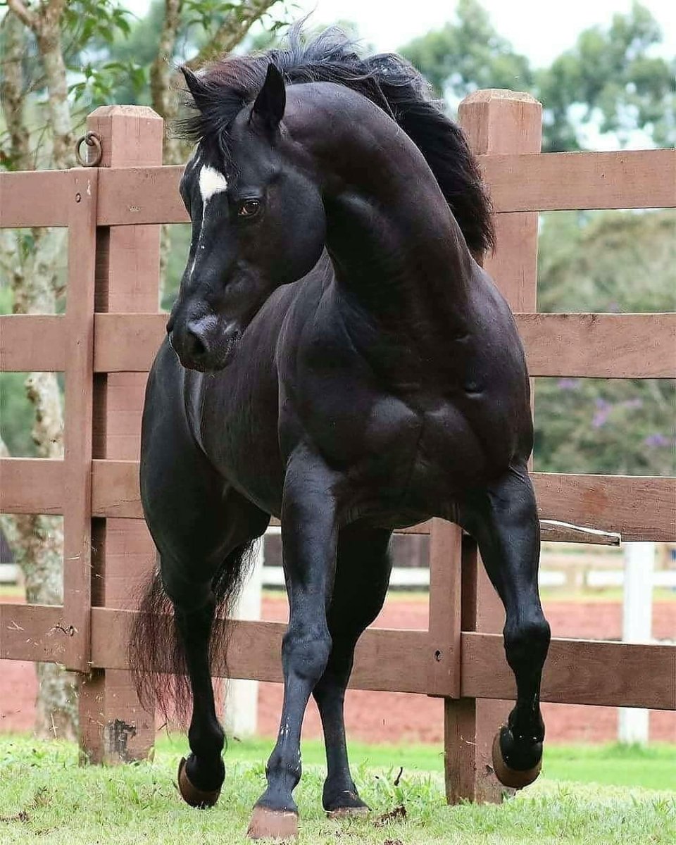 Мускулистый конь