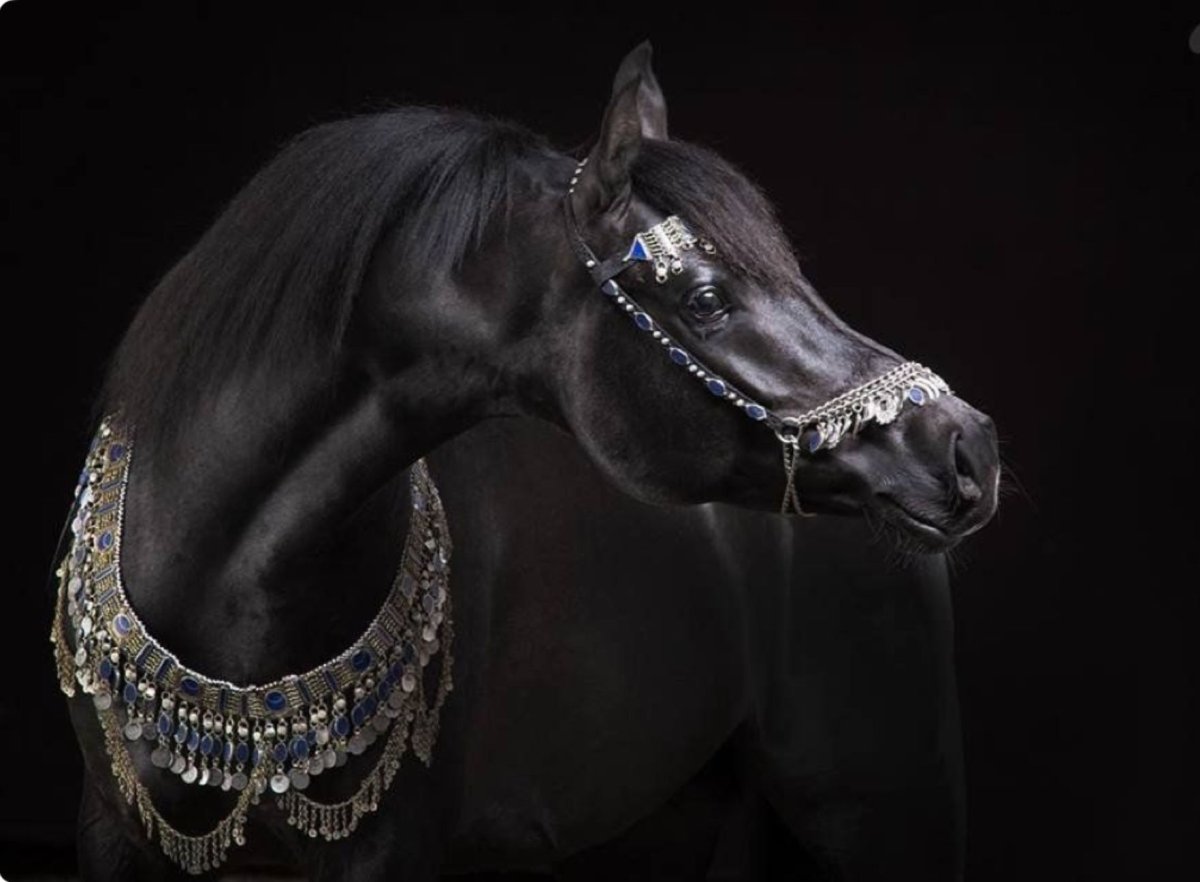 Арабский конь черный фон