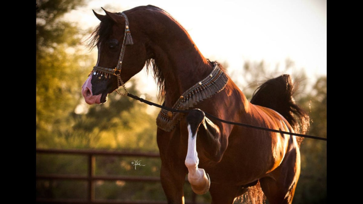 Красивая картинка конь махи