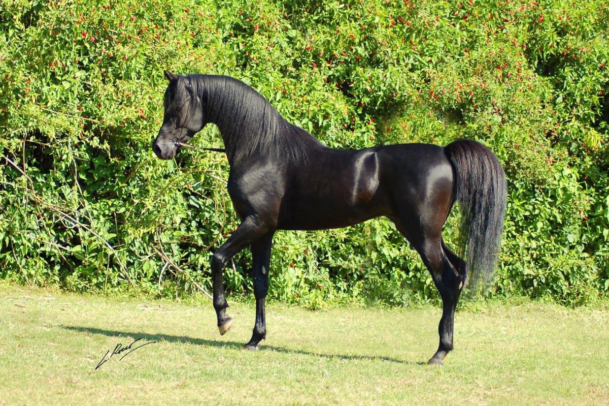 Арабская чистокровная лошадь черная