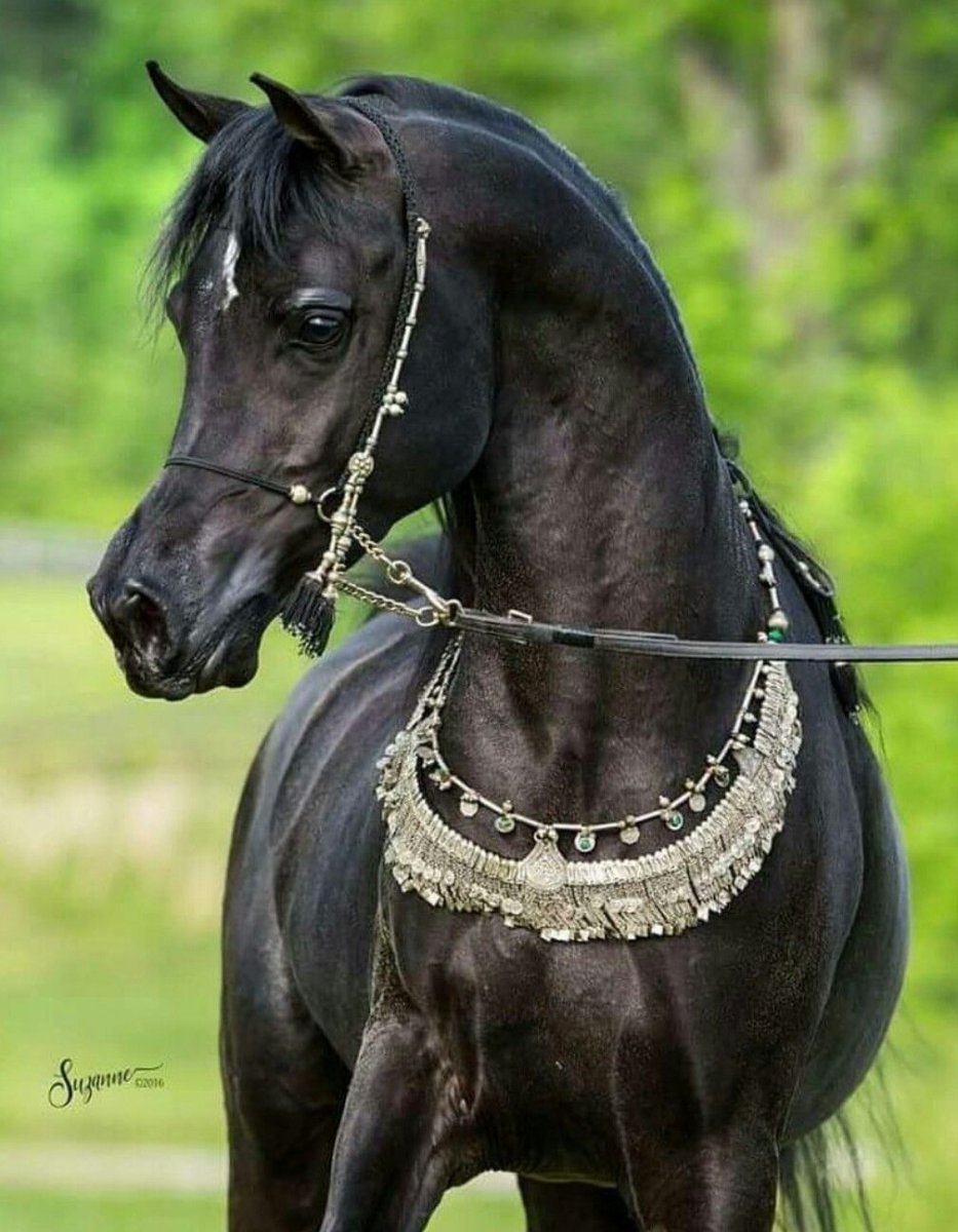 Арабская чистокровная лошадь