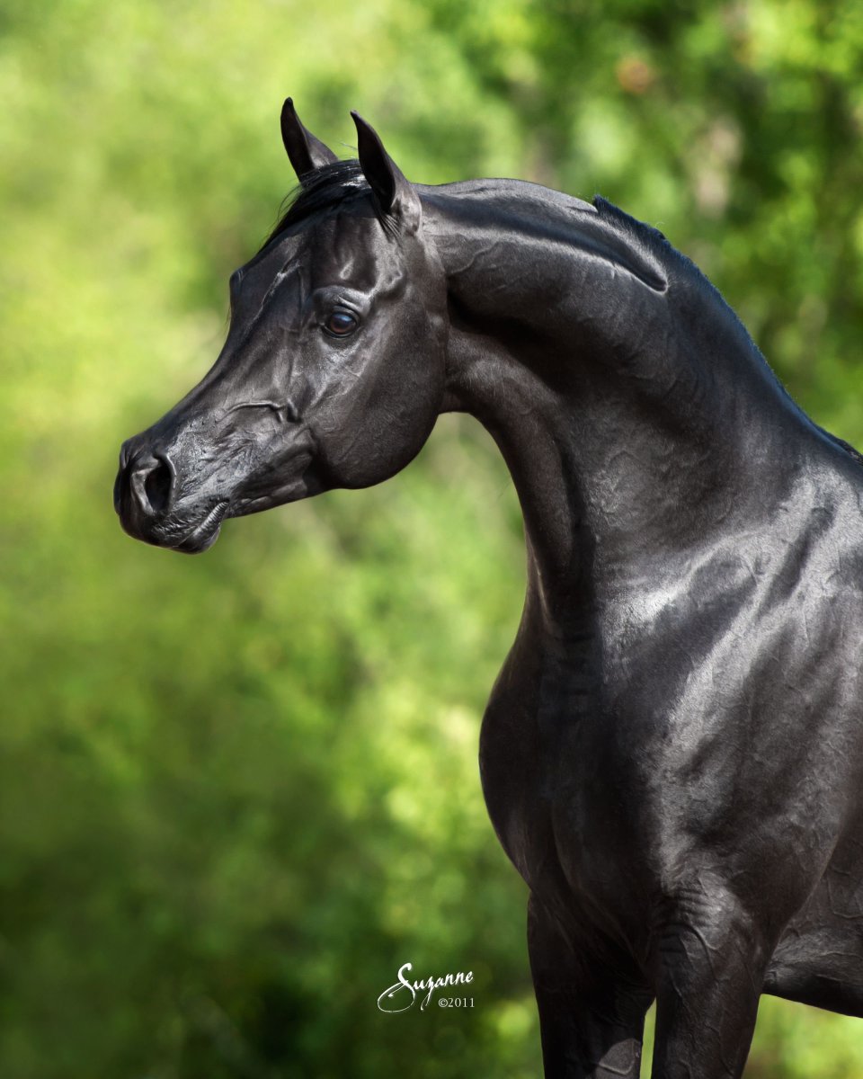 Арабская лошадь (арабская чистокровная лошадь)