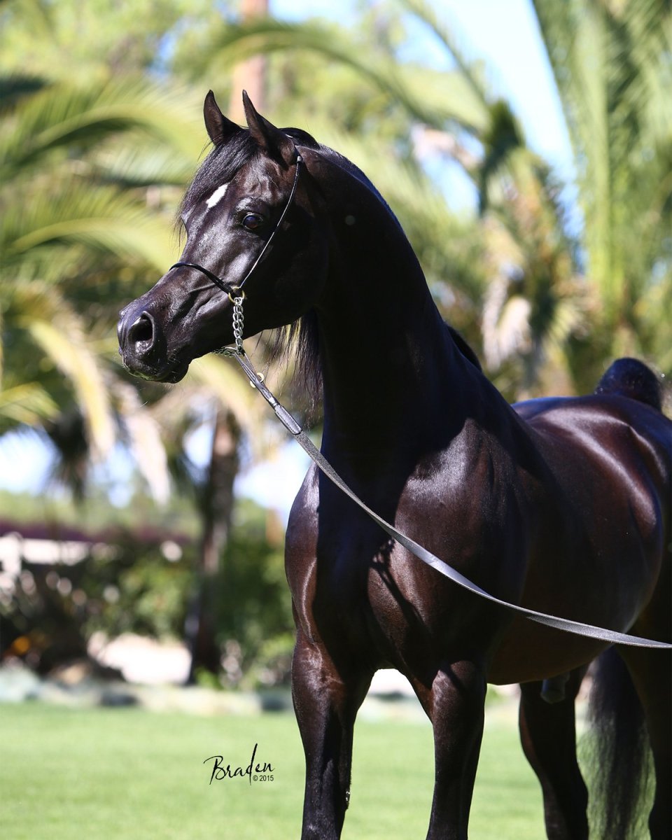 Arabian times арабские лошади
