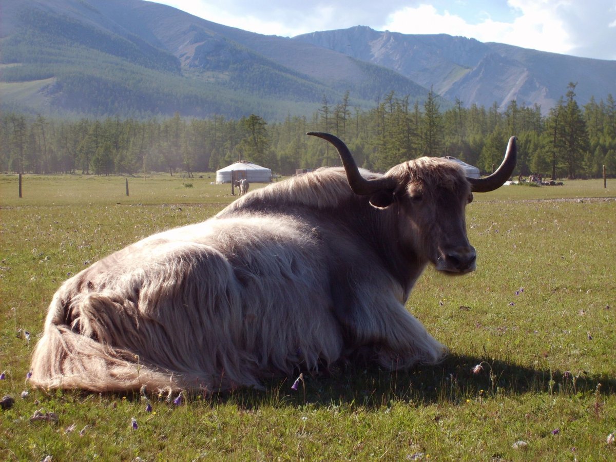 Сарлык Монголия