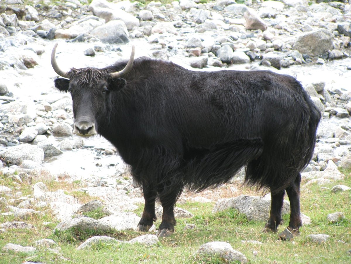 Сарлык Монголия