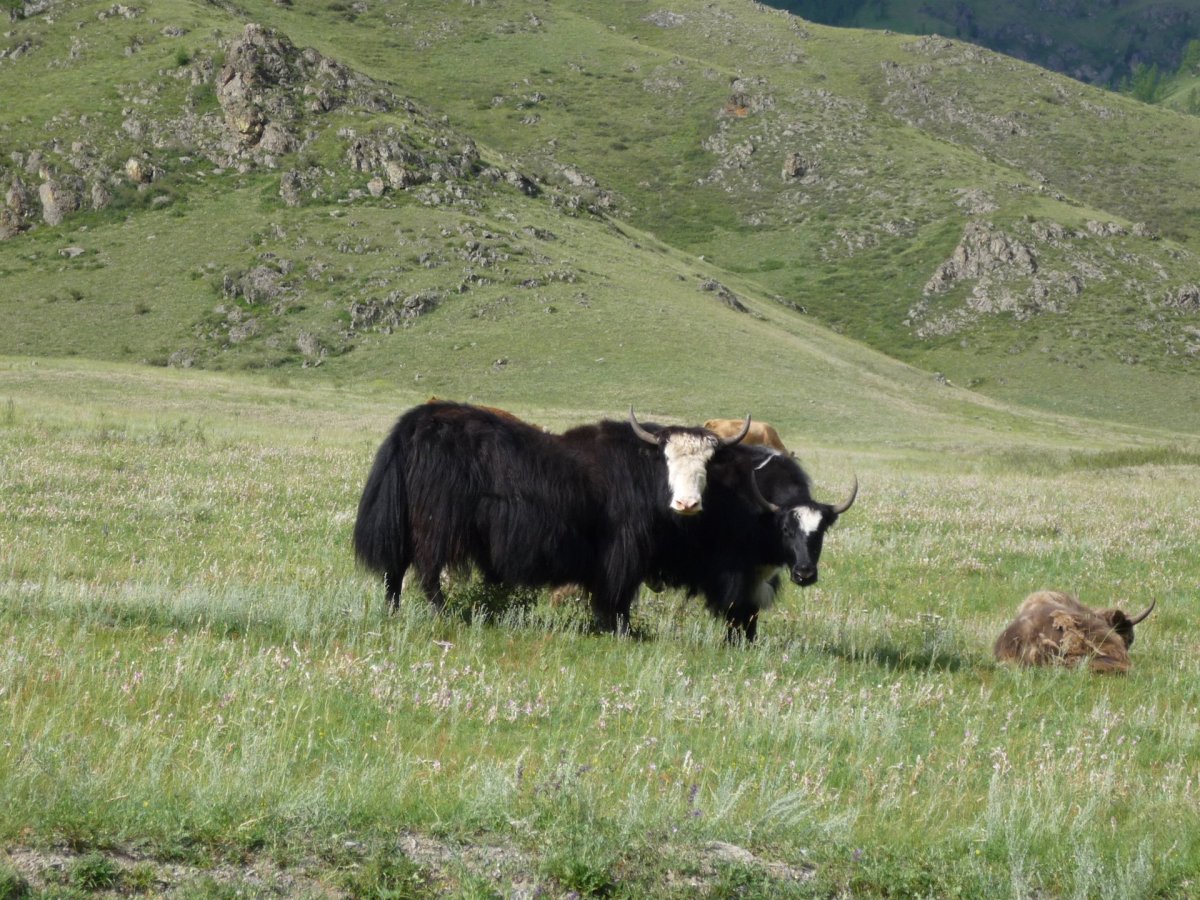 Монгун-Тайга Сарлык