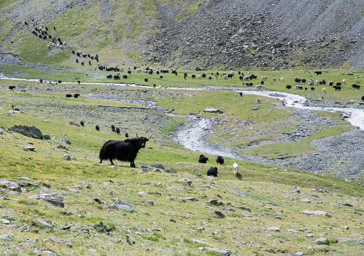 Монгольский як