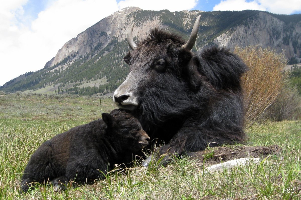 Як Сарлык Алтай