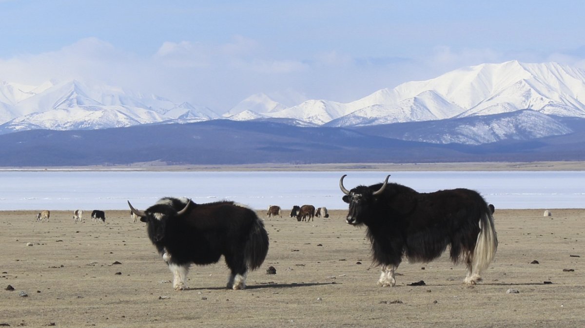 Як в Гималаях