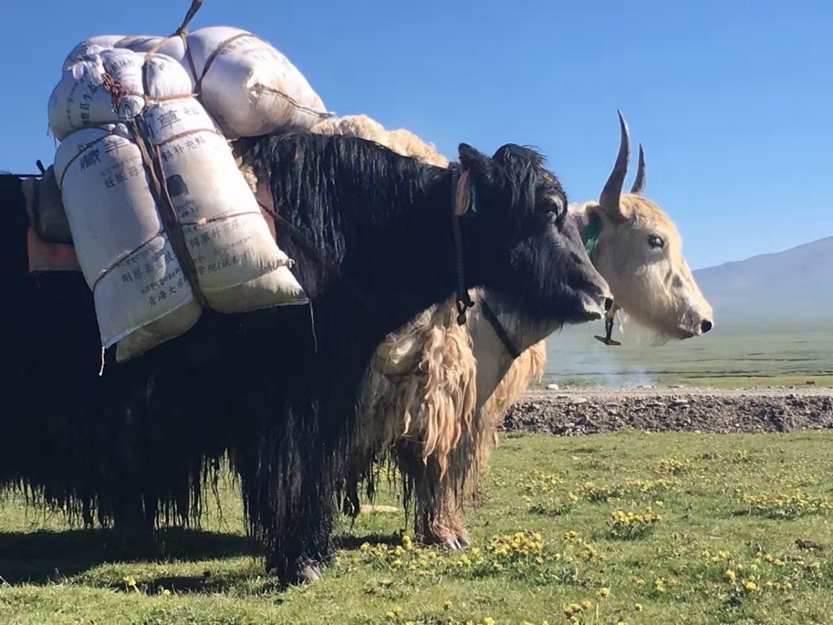 Сарлык животное на Алтае