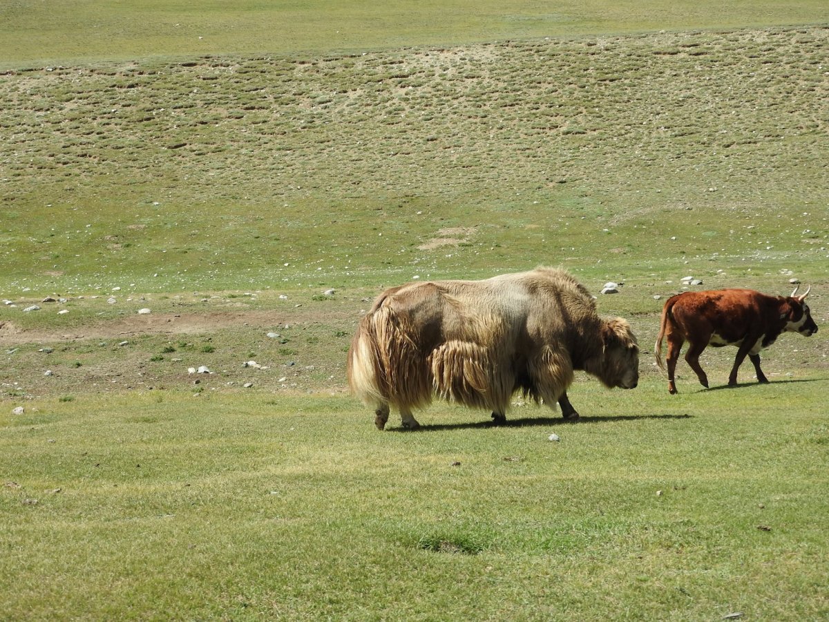 Убсунурская котловина яки