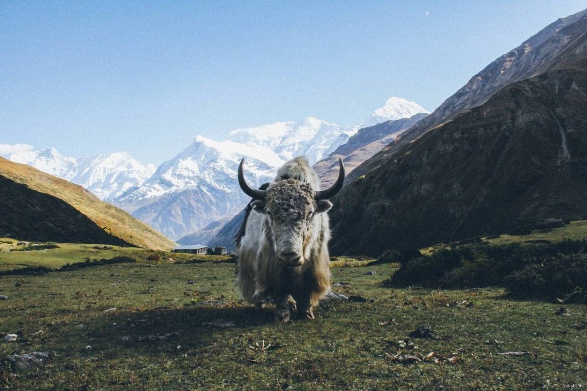 Як Монголия