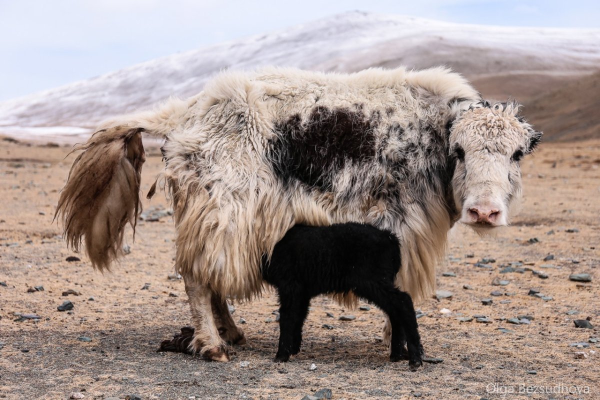 Як Сарлык Алтай