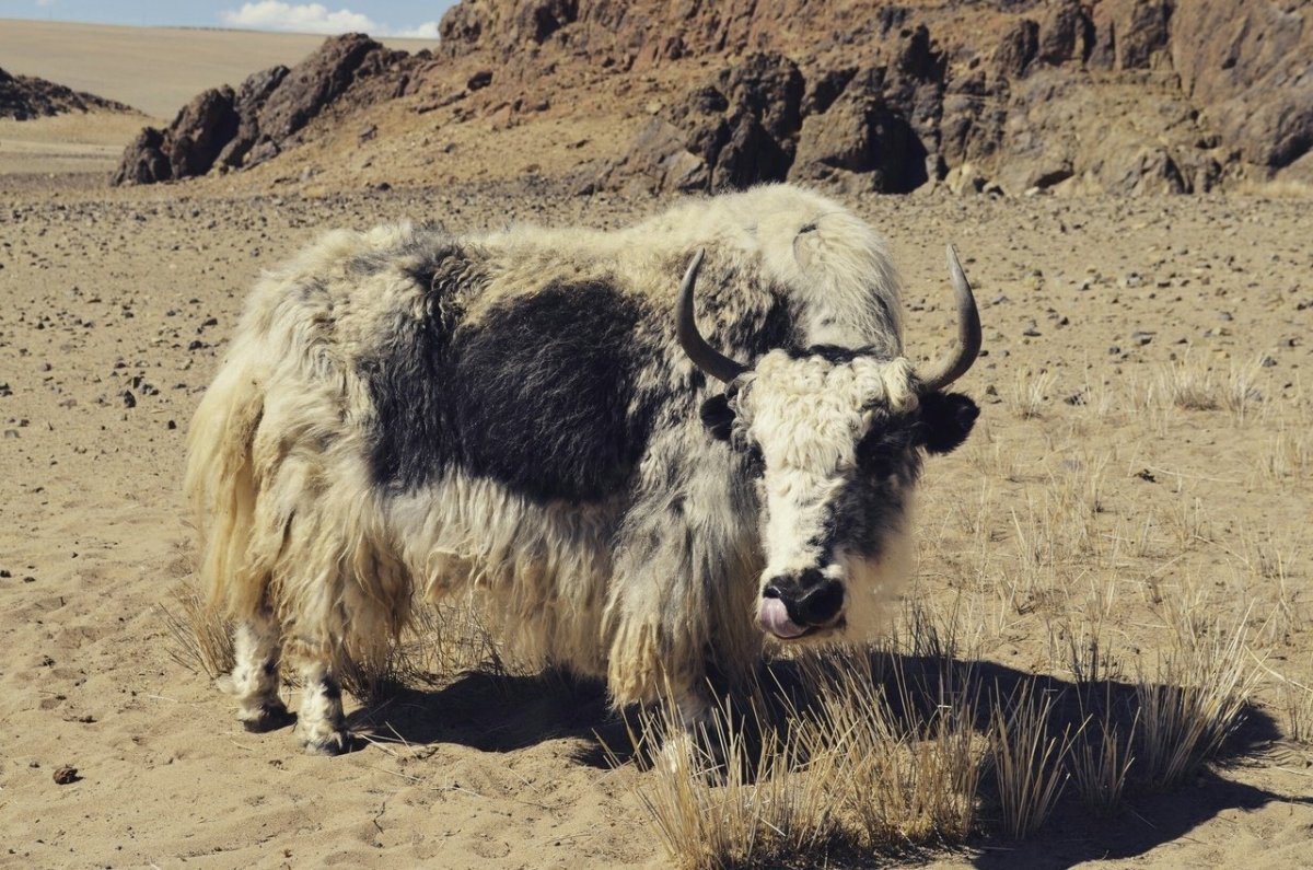 Домбай як Гоша знаменитый