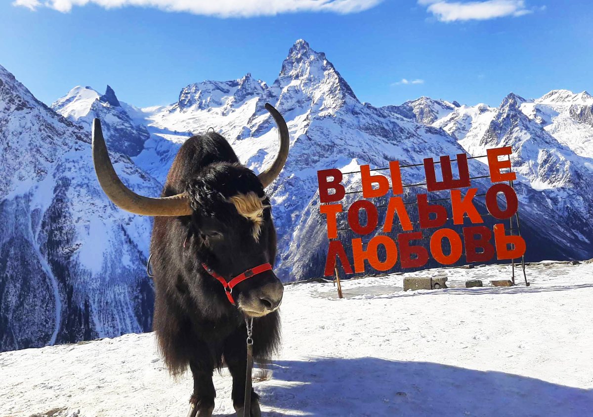 Монгольский як Сарлык