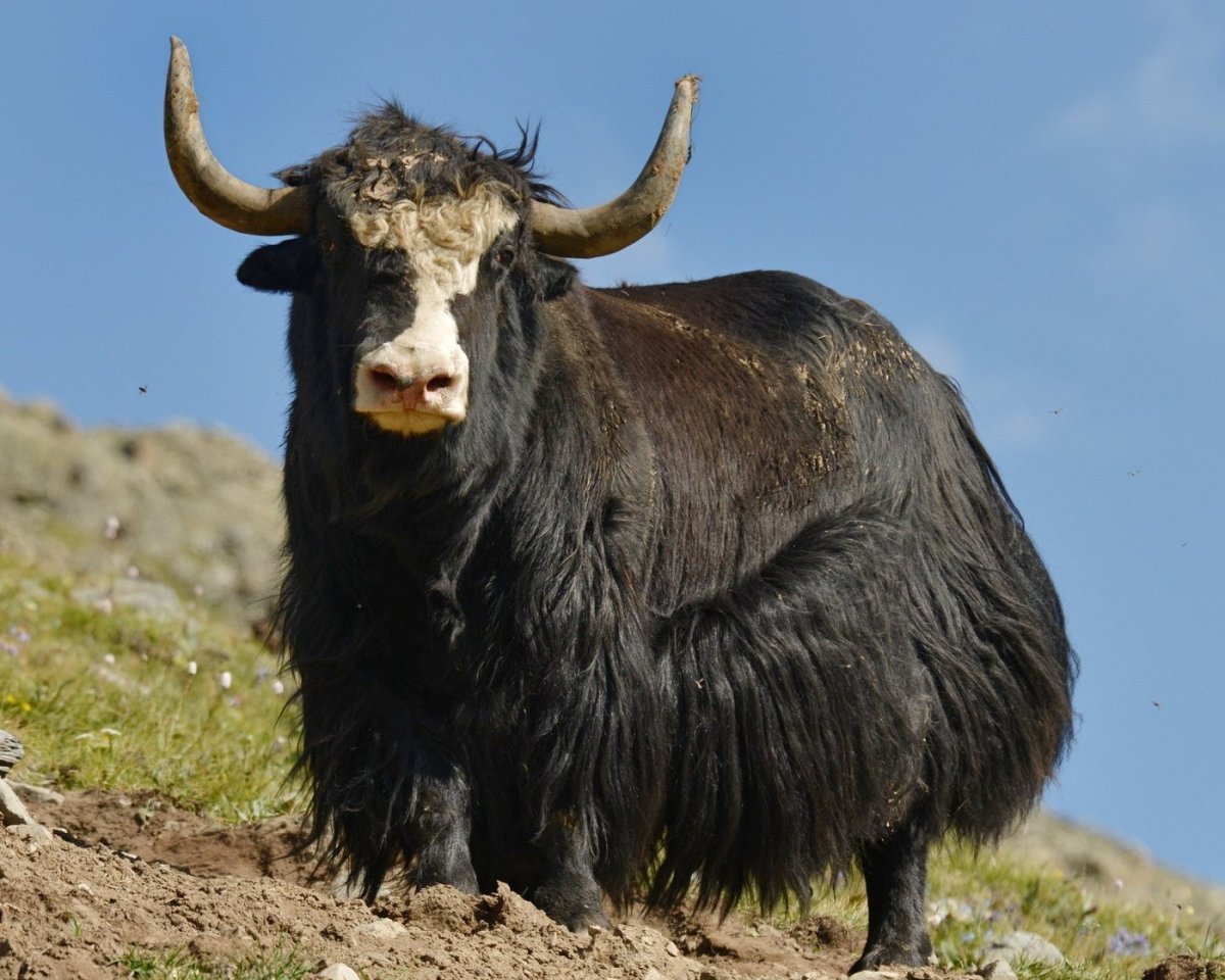 Белый тибетский як