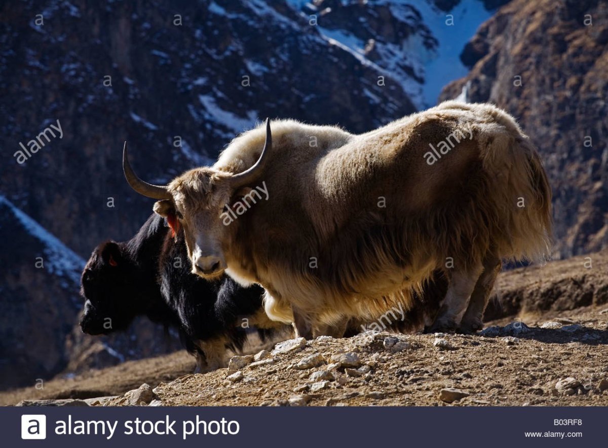 Дикий як монгольский