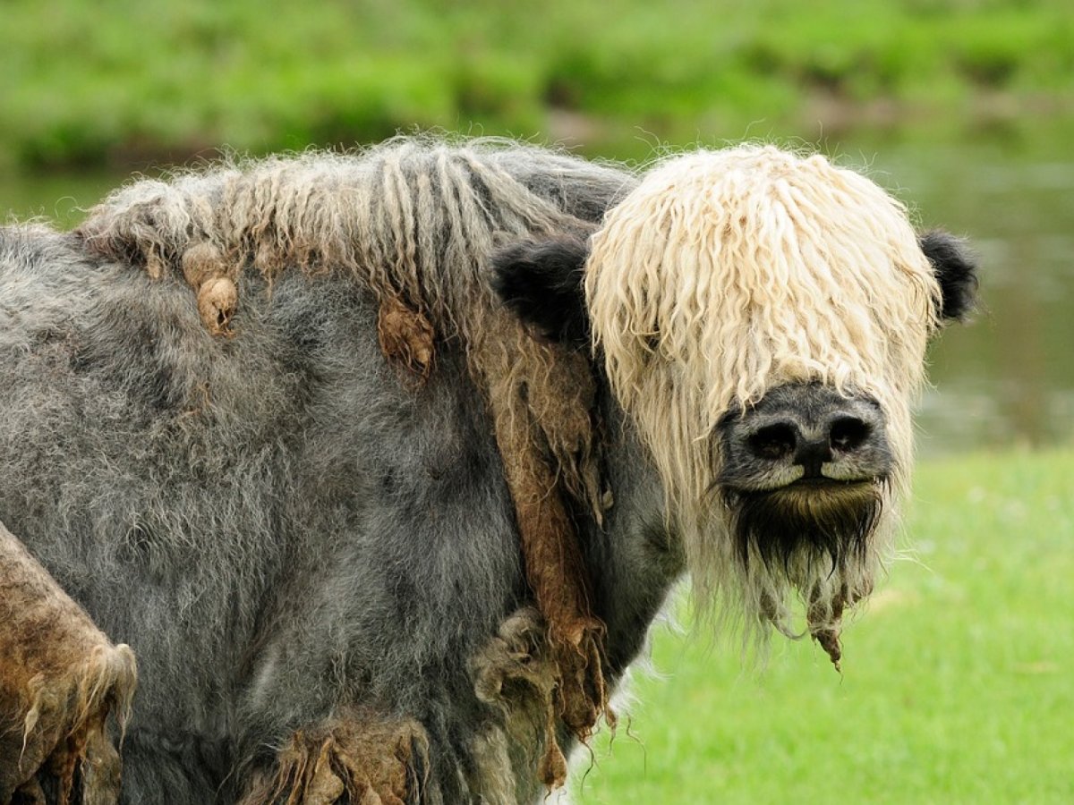 Сарлык Монголия