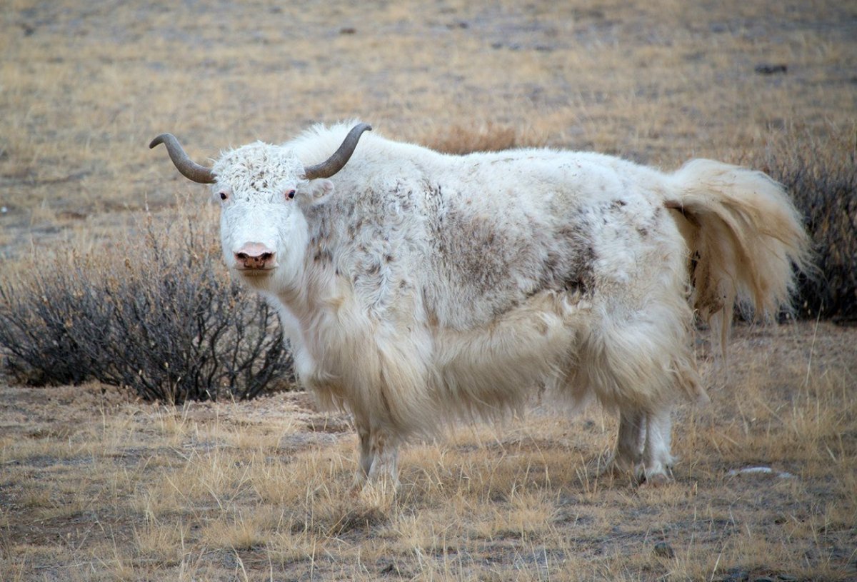 Скотоводство в Горном Алтае