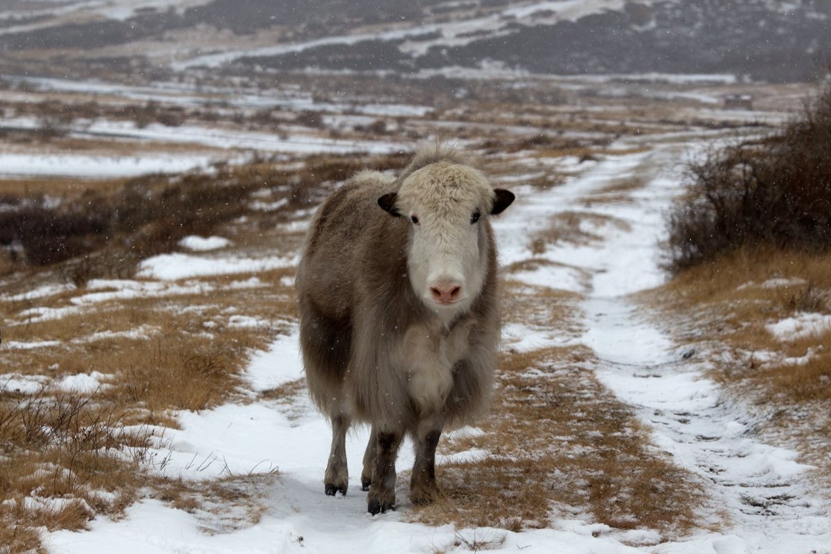 Монгольский як Сарлык